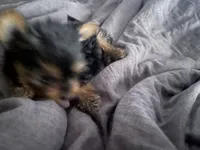 Moises, a male Yorkshire Terrier for sale in Brockton, MA – 4 of 4