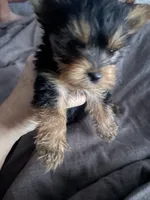 King , a male Yorkshire Terrier for sale in Brockton, MA – 2 of 2