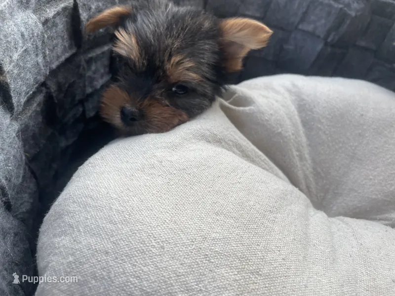 Mona Lisa  – Yorkshire Terrier puppy for sale in Brockton, MA