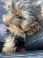 Toto2, a male Yorkshire Terrier for sale in Brockton, MA – 1 of 4