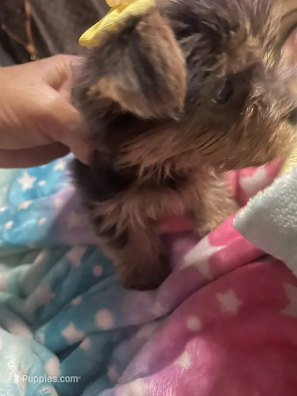 Sissy  – Yorkshire Terrier puppy for sale in Brockton, MA