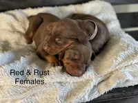 Red Female, a female Doberman Pinscher for sale in Boyd, TX – Photo 2 of 10