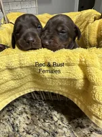 Red Female, a female Doberman Pinscher for sale in Boyd, TX – Photo 3 of 10