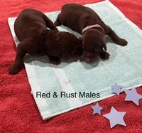 Red Female, a female Doberman Pinscher for sale in Boyd, TX – Photo 8 of 10