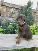 Red Female, a female Doberman Pinscher for sale in Boyd, TX – Photo 1 of 10
