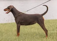 Red Female, a female Doberman Pinscher for sale in Boyd, TX – Photo 10 of 10