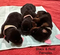 Red Female, a female Doberman Pinscher for sale in Boyd, TX – Photo 7 of 10