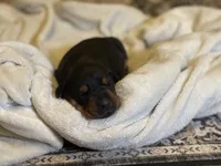 Female -Black, a female Doberman Pinscher for sale in Boyd, TX – Photo 2 of 9