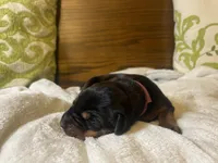 Female -Black, a female Doberman Pinscher for sale in Boyd, TX – Photo 3 of 9