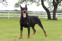 Female -Black, a female Doberman Pinscher for sale in Boyd, TX – Photo 7 of 9