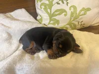 Female -Black, a female Doberman Pinscher for sale in Boyd, TX – Photo 4 of 9