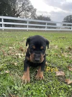 Female -Black, a female Doberman Pinscher for sale in Boyd, TX – Photo 1 of 9