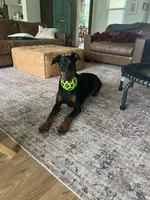 Niah, a female Doberman Pinscher for sale in Boyd, TX – Photo 1 of 4