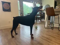 Niah, a female Doberman Pinscher for sale in Boyd, TX – Photo 3 of 4