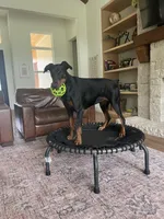Niah, a female Doberman Pinscher for sale in Boyd, TX – Photo 2 of 4