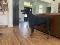 Niah, a female Doberman Pinscher for sale in Boyd, TX – Photo 4 of 4