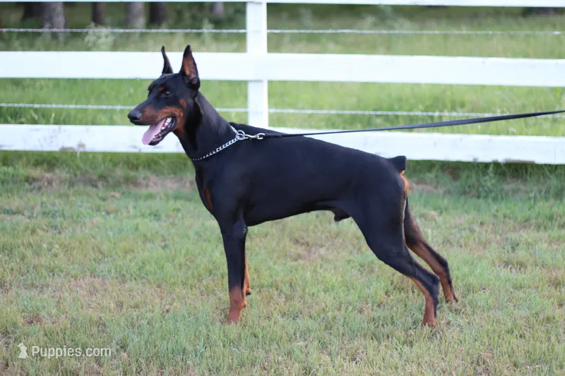 Jonah – Doberman Pinscher puppy for sale in Boyd, TX