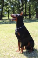 Black Female-F, a  Doberman Pinscher for sale in Boyd, TX – Photo 1 of 2