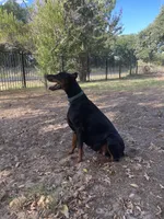 Black Female-F, a  Doberman Pinscher for sale in Boyd, TX – Photo 2 of 2