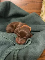 Red Male, a male Doberman Pinscher for sale in Boyd, TX – Photo 1 of 4