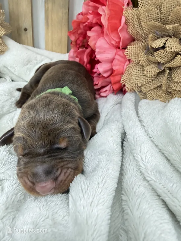Sephora – Doberman Pinscher puppy for sale in Boyd, TX