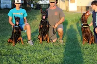 Jonah, a male Doberman Pinscher for sale in Boyd, TX – 4 of 7