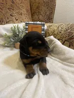 Male -Black, a male Doberman Pinscher for sale in Boyd, TX – Photo 1 of 8