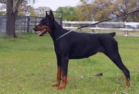 Male -Black, a male Doberman Pinscher for sale in Boyd, TX – Photo 6 of 8