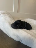 Male -Black, a male Doberman Pinscher for sale in Boyd, TX – Photo 2 of 8