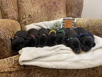 Male -Black, a male Doberman Pinscher for sale in Boyd, TX – Photo 8 of 8