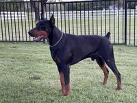 Male -Black, a male Doberman Pinscher for sale in Boyd, TX – Photo 4 of 8