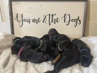 Male -Black, a male Doberman Pinscher for sale in Boyd, TX – Photo 7 of 8