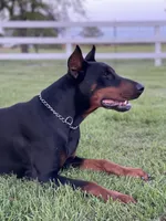 Male -Black, a male Doberman Pinscher for sale in Boyd, TX – Photo 3 of 8