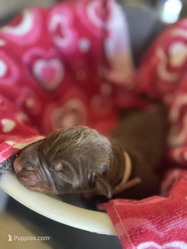 Female Red, a female Doberman Pinscher for sale in Boyd, TX – Photo 1 of 4