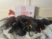 Female Red, a female Doberman Pinscher for sale in Boyd, TX – Photo 4 of 4