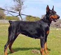 Female Red, a female Doberman Pinscher for sale in Boyd, TX – Photo 3 of 4