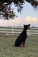 Female Red, a female Doberman Pinscher for sale in Boyd, TX – Photo 2 of 4