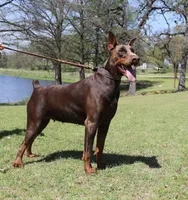 Sawyer, a female Doberman Pinscher for sale in Boyd, TX – 4 of 4