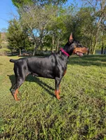 Black Female, a female Doberman Pinscher for sale in Boyd, TX – Photo 3 of 6