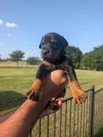 Black Female, a female Doberman Pinscher for sale in Boyd, TX – Photo 2 of 6