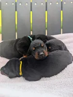 Black Female, a female Doberman Pinscher for sale in Boyd, TX – Photo 6 of 6