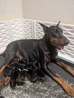 Black Female, a female Doberman Pinscher for sale in Boyd, TX – Photo 5 of 6