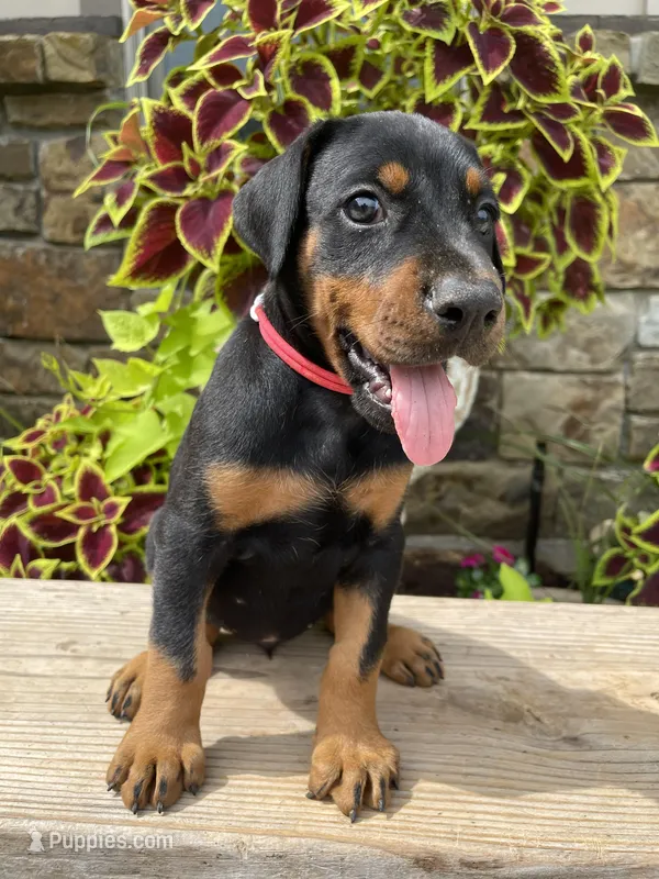 Black Female, a female Doberman Pinscher for sale in Boyd, TX – Photo 1 of 6