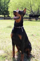 Puppy -Male, a male Doberman Pinscher for sale in Boyd, TX – Photo 2 of 4