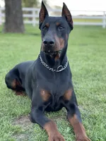 Puppy -Male, a male Doberman Pinscher for sale in Boyd, TX – Photo 3 of 4