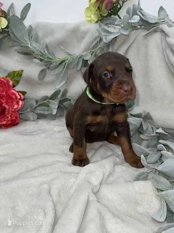 Sephora – Doberman Pinscher puppy for sale in Boyd, TX