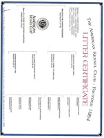 Jax, a male Doberman Pinscher for sale in Boyd, TX – Photo 3 of 3