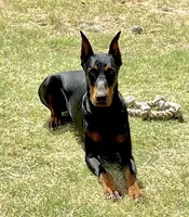 Jax, a male Doberman Pinscher for sale in Boyd, TX – Photo 1 of 3