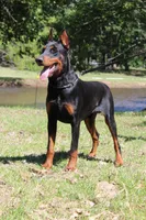 Black Male -F, a  Doberman Pinscher for sale in Boyd, TX – Photo 2 of 2
