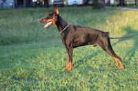 Jonah, a male Doberman Pinscher for sale in Boyd, TX – 5 of 7
